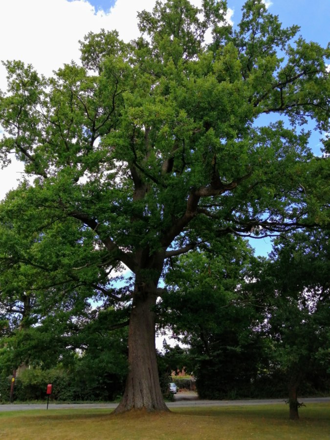 Oak tree on The Green